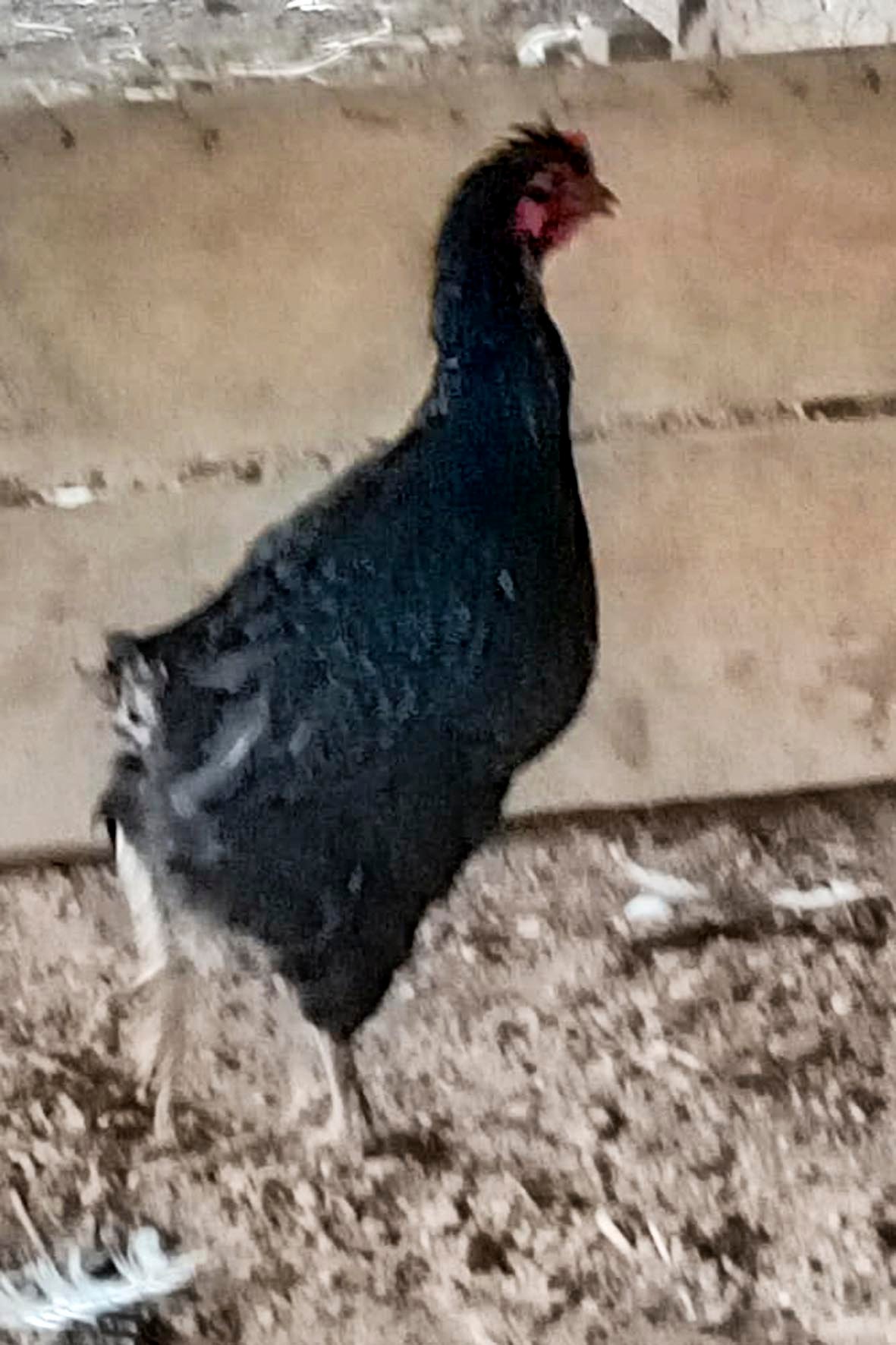 WhatsApp Image 2025-04-03 at 7.35.49 PM (3) copia.jpg